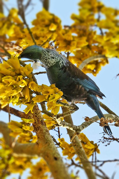 Tui in the kōwhai tree