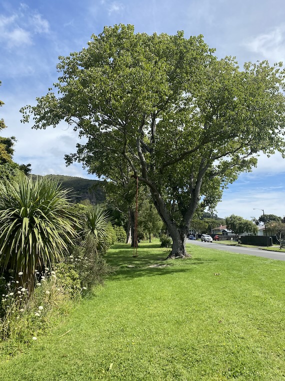 The trees on Riverside Drive planted by Epuni School students.